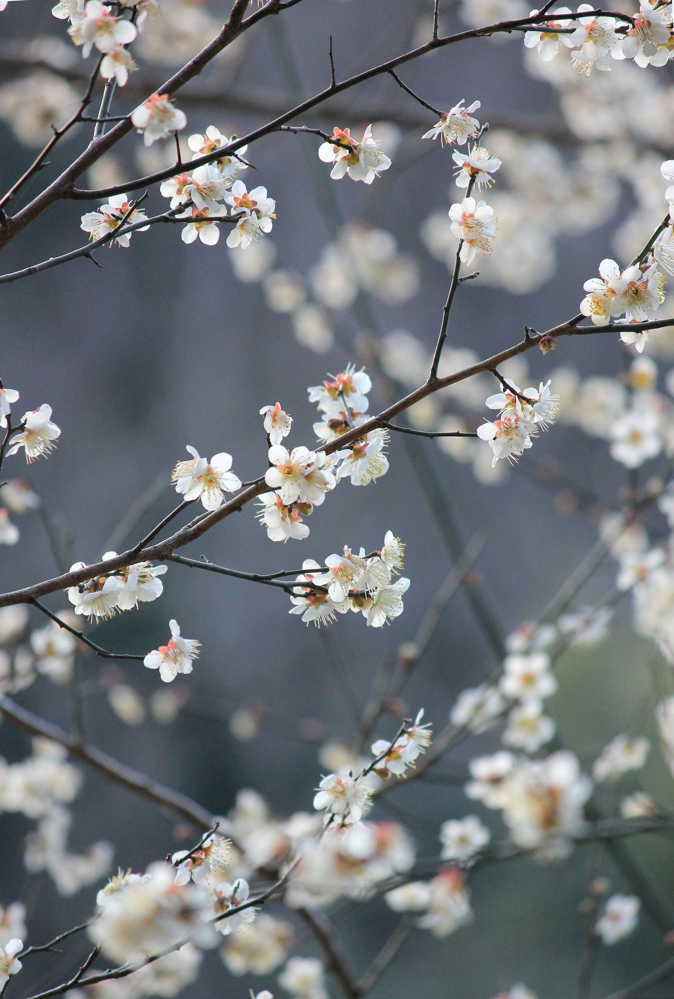 Under the plum blossoms. Flower aesthetic, Flower feild, Spring photography
