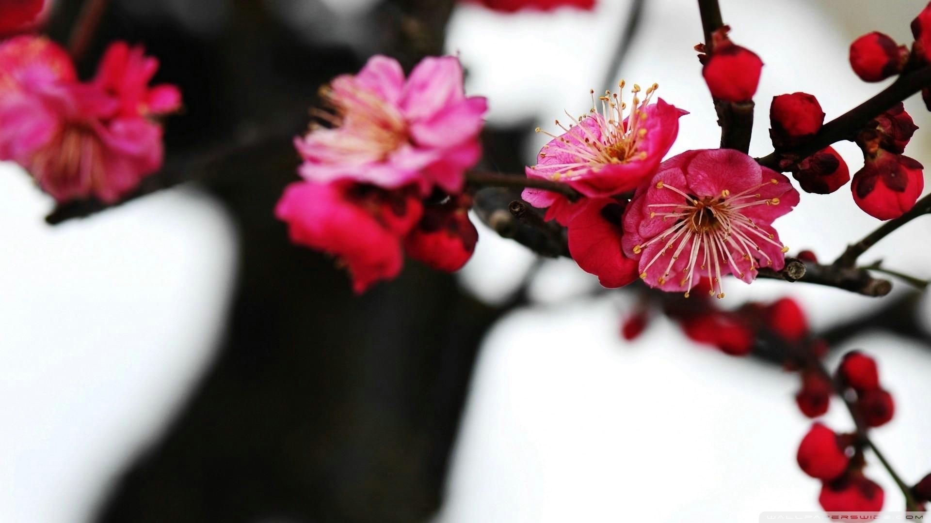 Red Plum Blossom Ultra HD Desktop Background Wallpaper for 4K UHD TV, Tablet