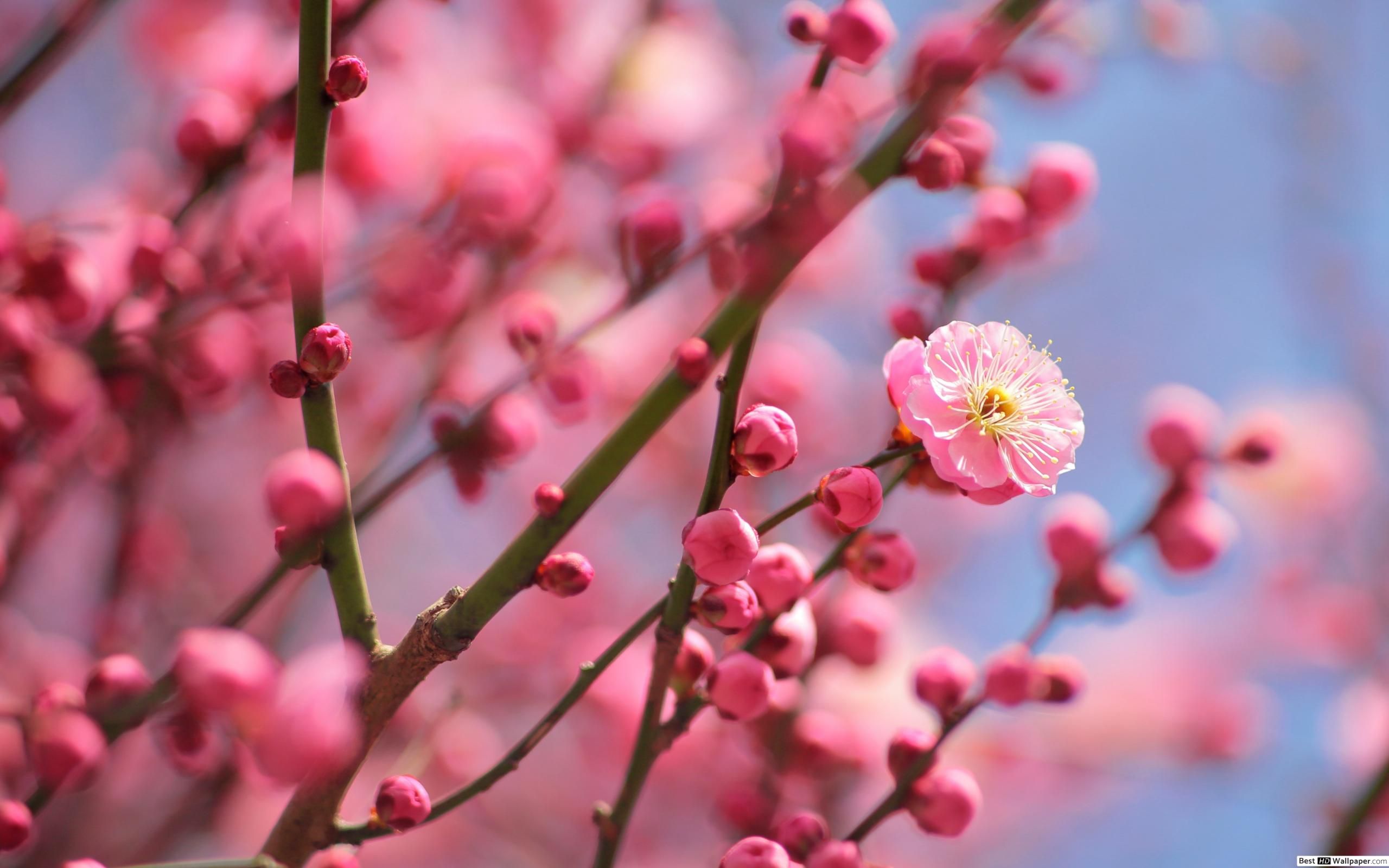 Nature blossom HD wallpaper download