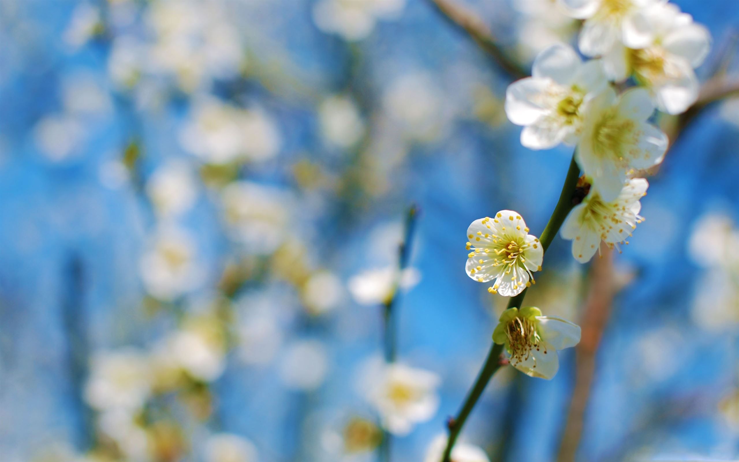 White Plum Blossom MacBook Air Wallpaper Download