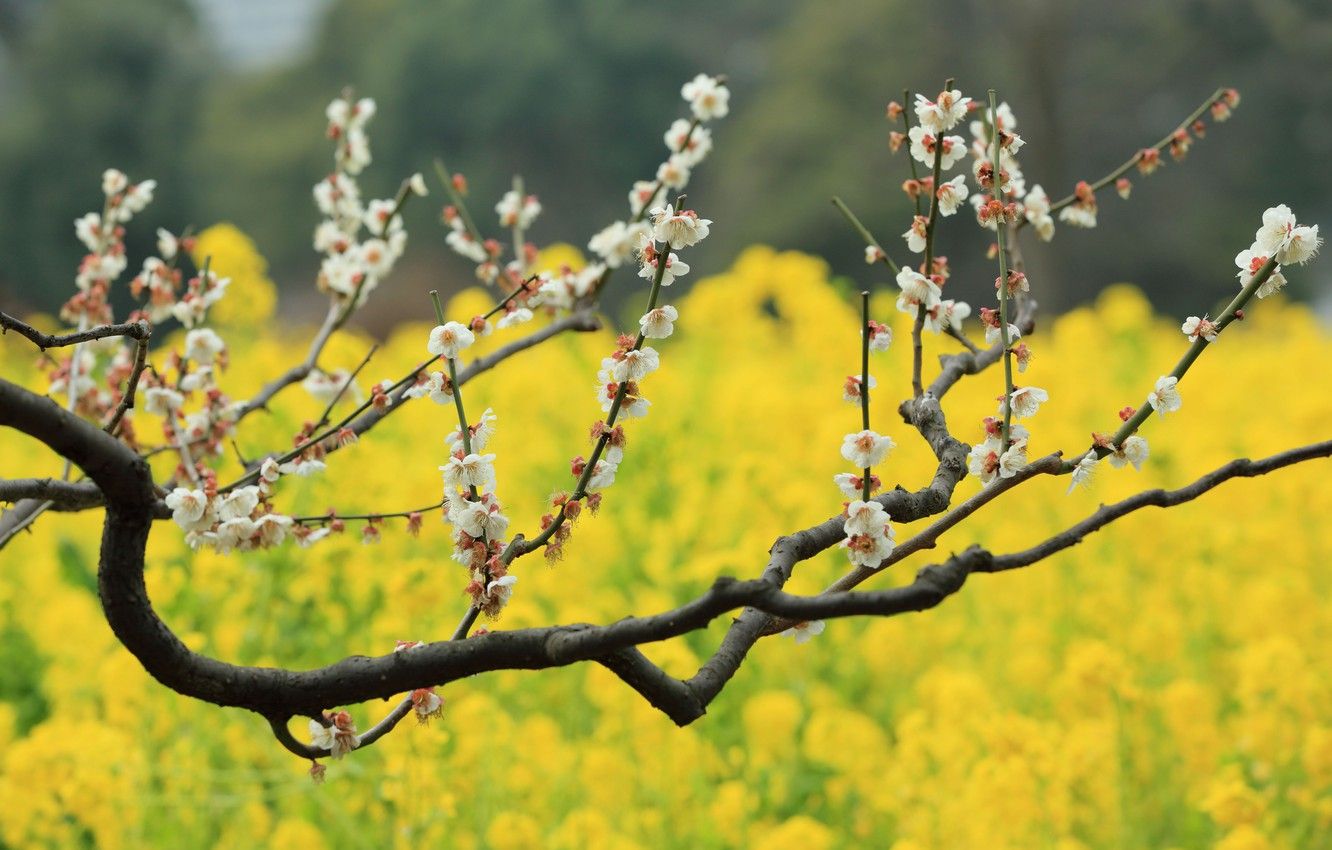 Wallpaper flowers, tree, bokeh, plum, field of gold, plum blossoms image for desktop, section природа