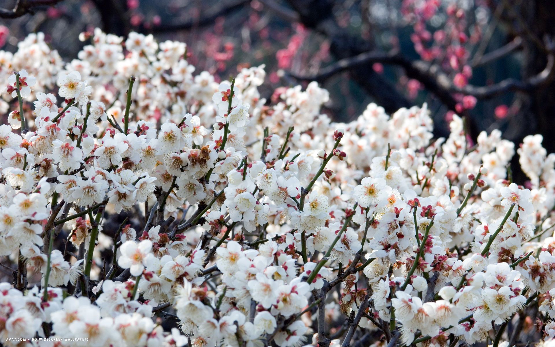 plum blossom flower HD widescreen wallpaper / flowers background