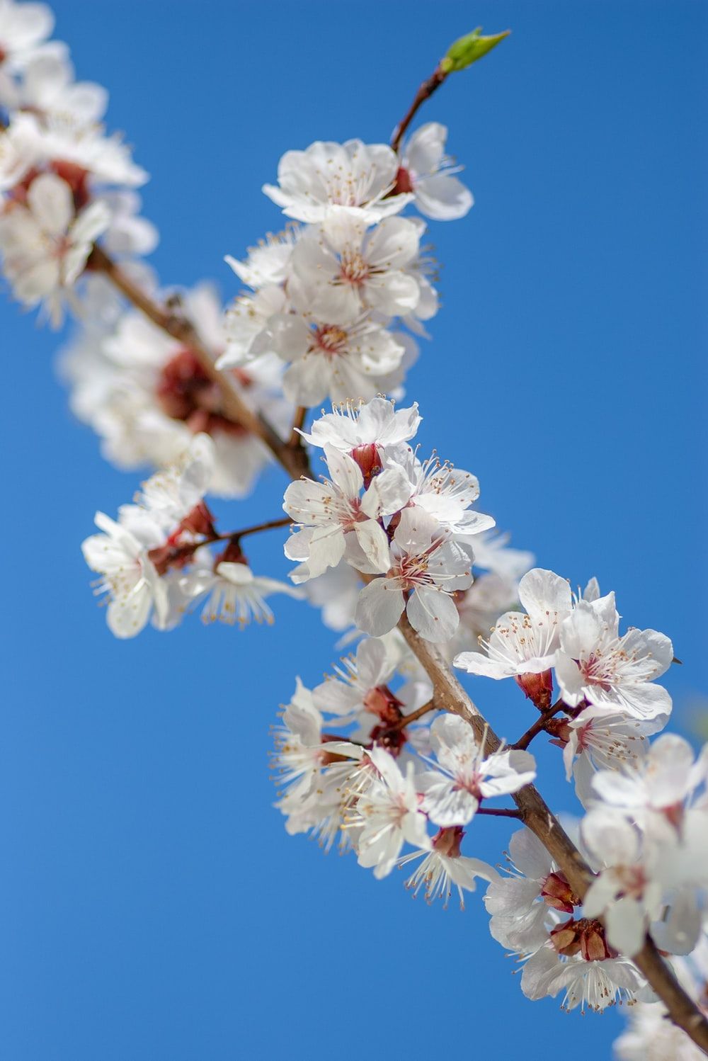 Plum Blossom Picture. Download Free Image