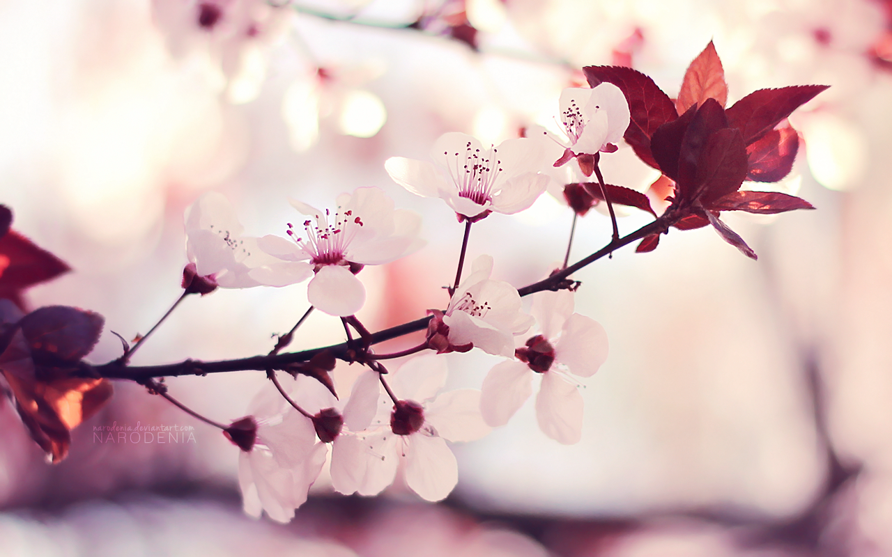 Plum Blossom Wallpapers - Wallpaper Cave