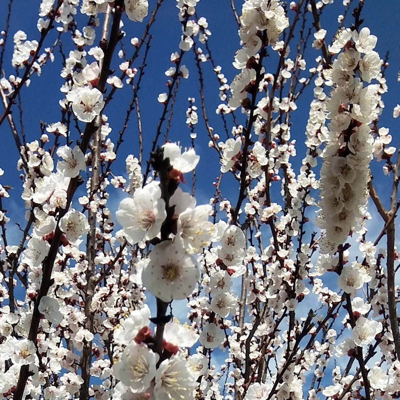 Download Plum Tree Blossoms Wallpaper HD By MariposaF21. Wallpaper HD.Com