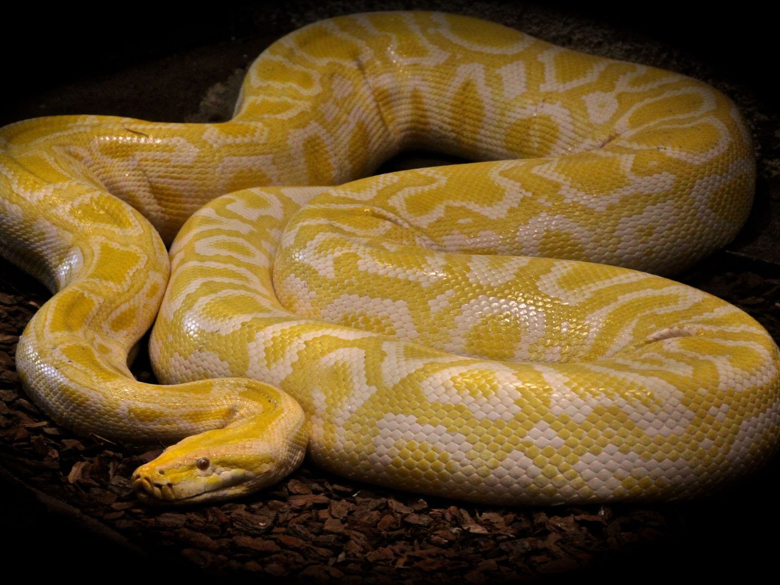 Animals Reptilien Ball Pythons Python Of Bruma Colored Snake With Yellow And White 4k Ultra HD Tv Wallpaper For Desktop Laptop Tablet And Mobile Phones 3840x2400, Wallpaper13.com