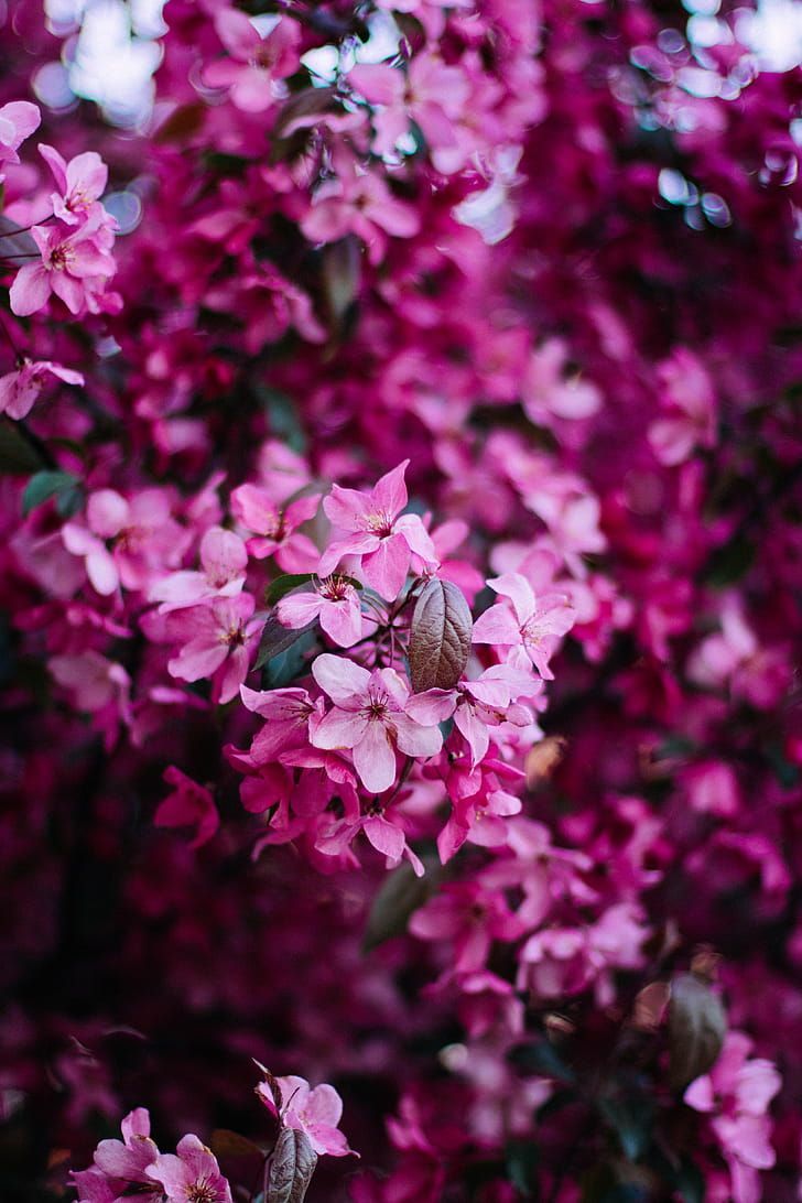 Royalty free photo: Selective Photo Pink Flowers, 4k wallpaper, beautiful, bloom, blooming, blur, close. Pink flowers wallpaper, Magenta flowers, Flower wallpaper