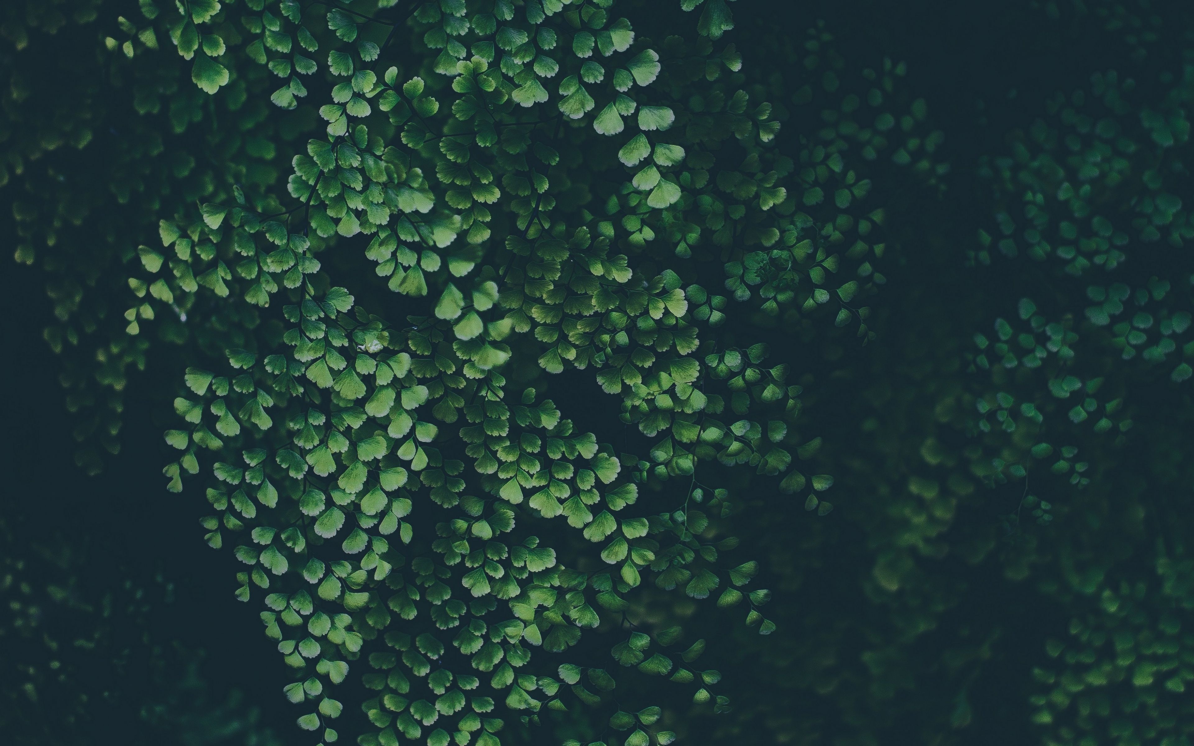 Download 3840x2400 wallpaper green leaves, clover, nature, plants, 4k, ultra HD 16: widescreen, 3840x2400 HD image, background, 4637