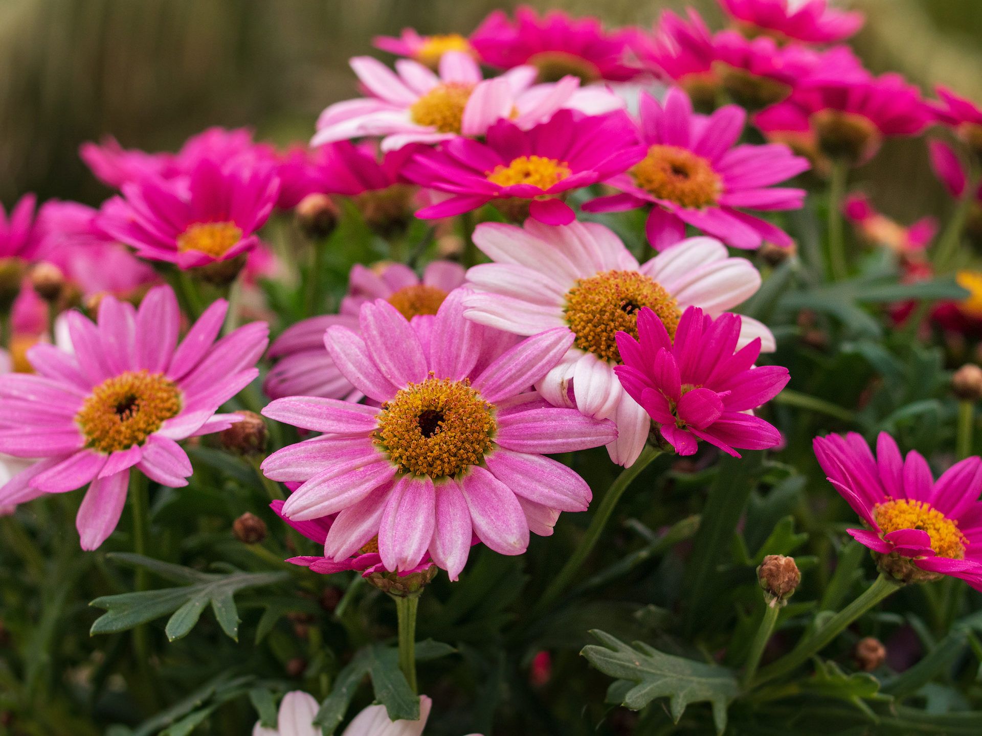 Flower Plants Margaret Daisy Africa Daisies Spring Flowers 4k HD Desktop Wallpaper For Tablets And Mobile Phones 3840x2400, Wallpaper13.com