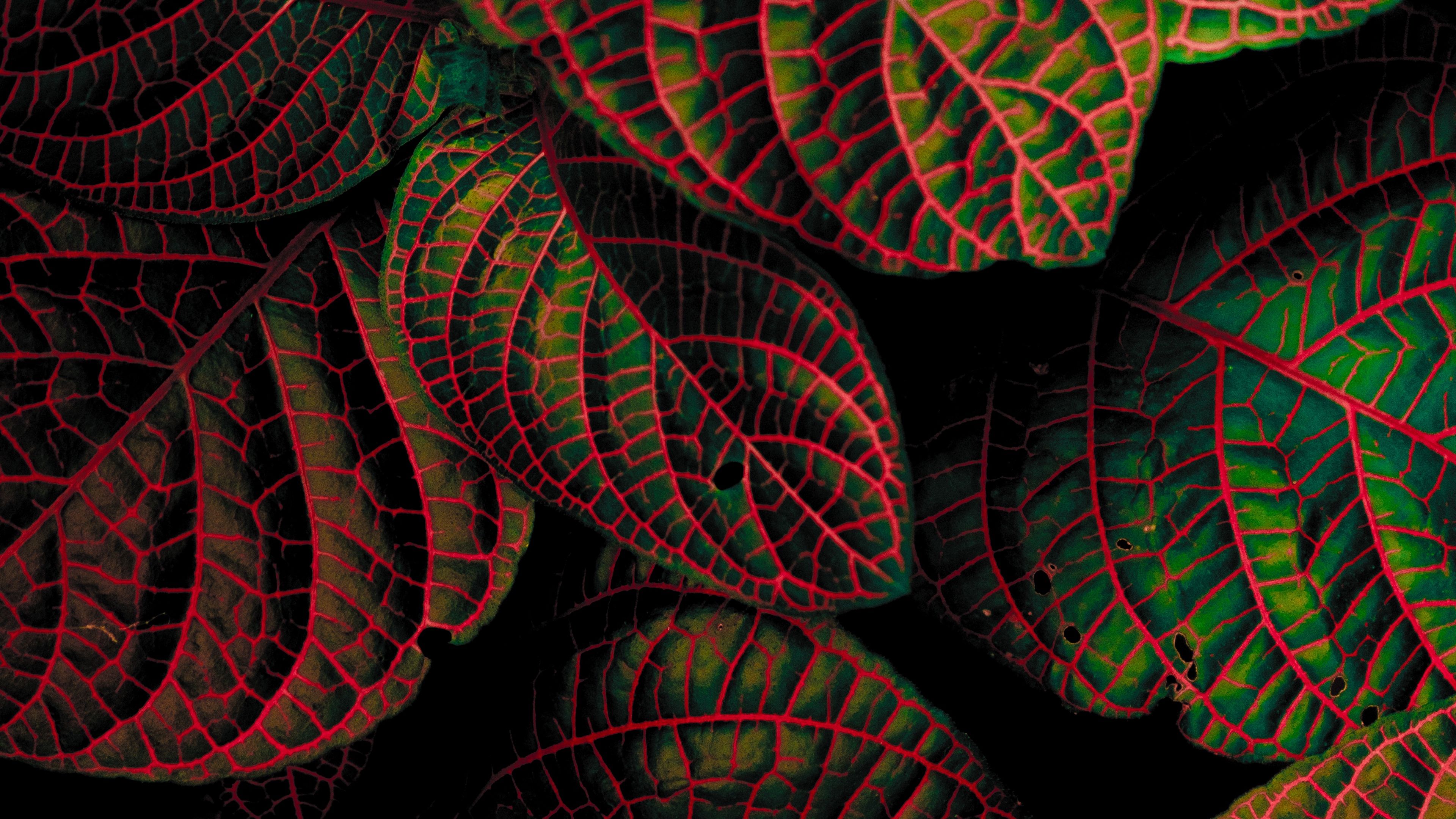 Download wallpaper 3840x2400 leaves, green, bushes, carved, dark, plant 4k  ultra hd 16:10 hd background