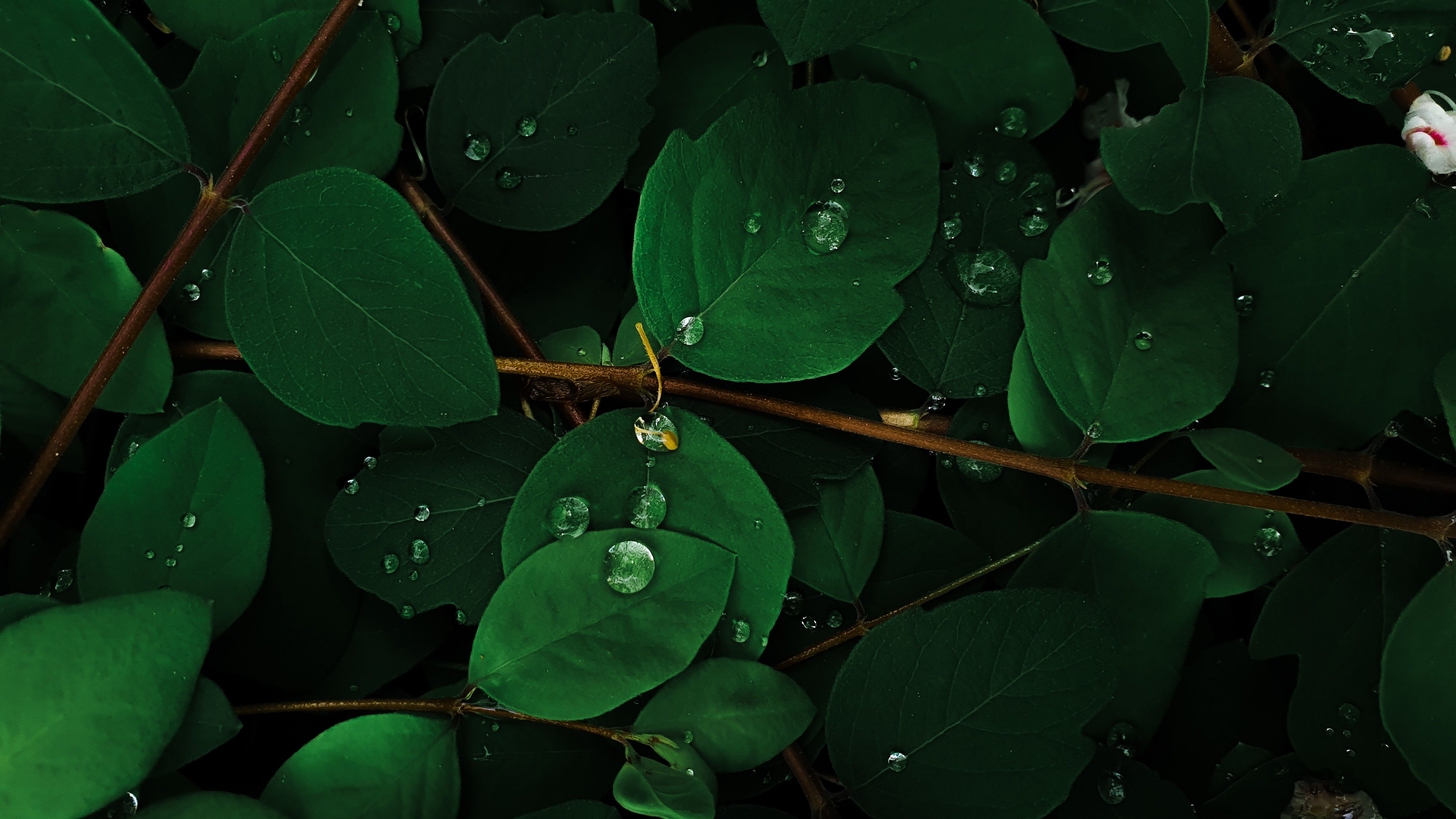 Green leaves 4K Wallpaper, Rain droplets, Macro, Plant, Nature