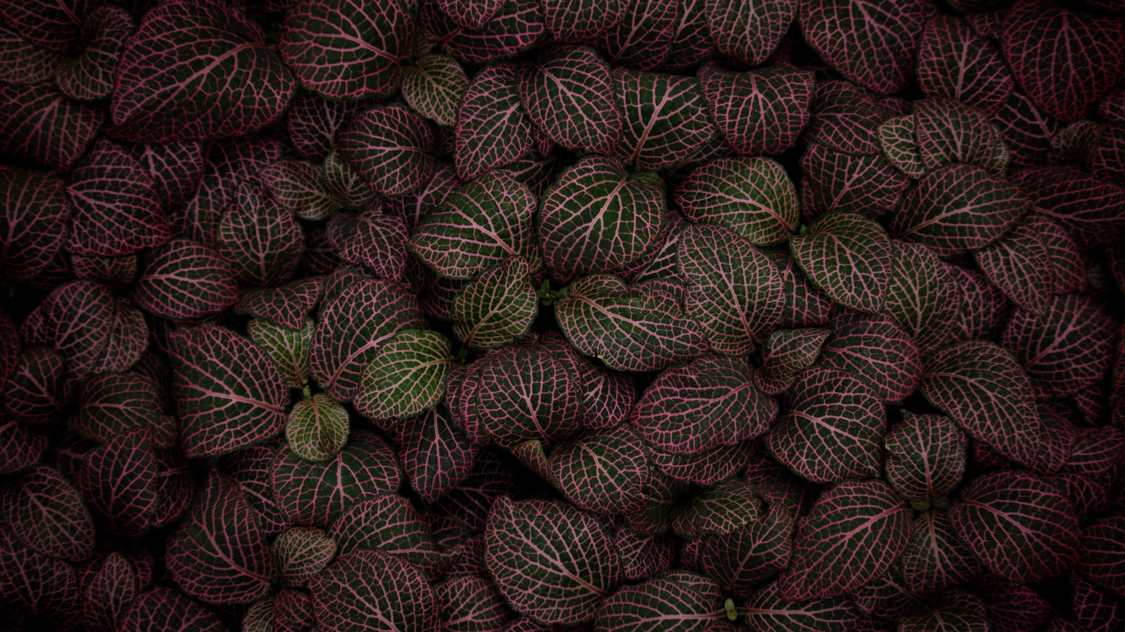 4K Leaves Plant Striped Wallpaper - [3840x2160]