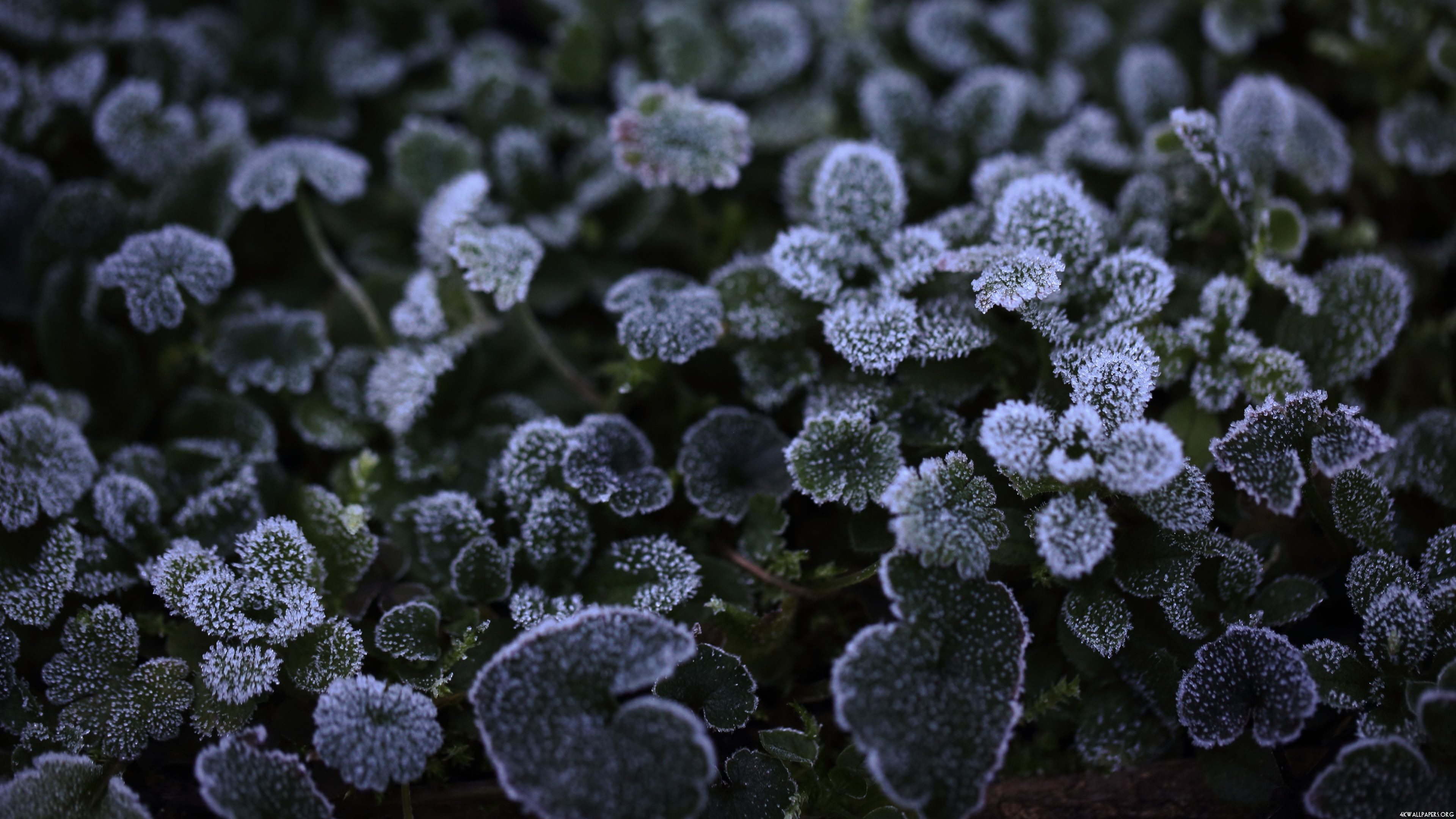 Free photo: Frozen Plants, Bokeh, Cold