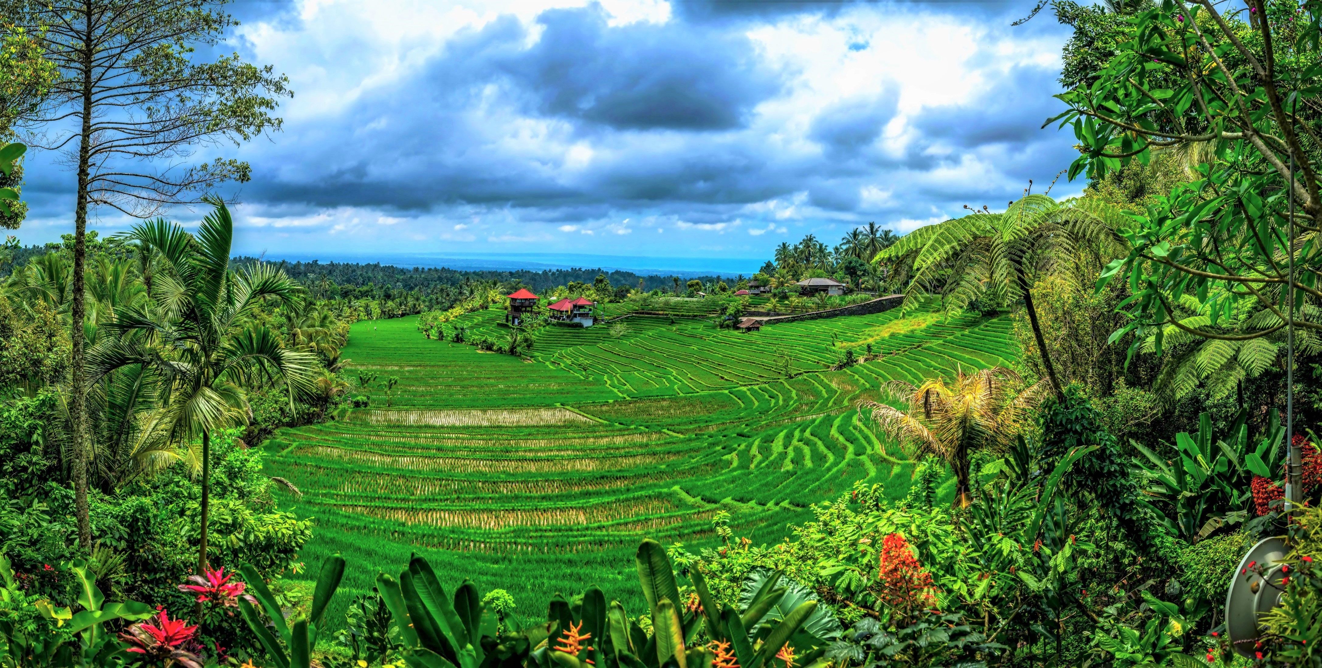 Bali Earth Green Indonesia Landscape Rice Terrace Tree Tropical Wallpaper:4350x2200