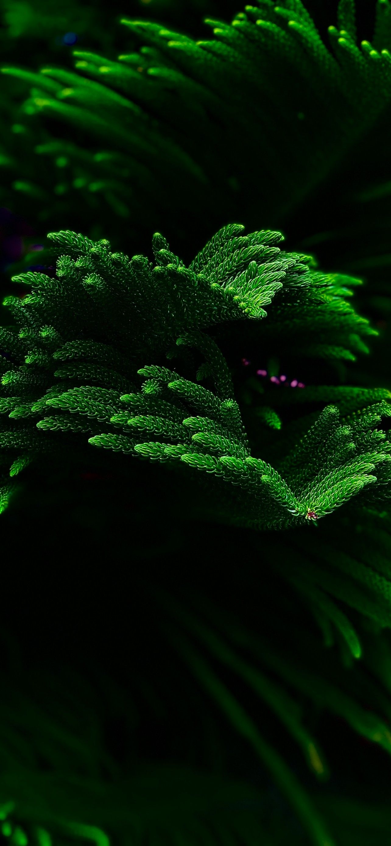 Green plant Wallpaper 4K, Closeup, Dark background