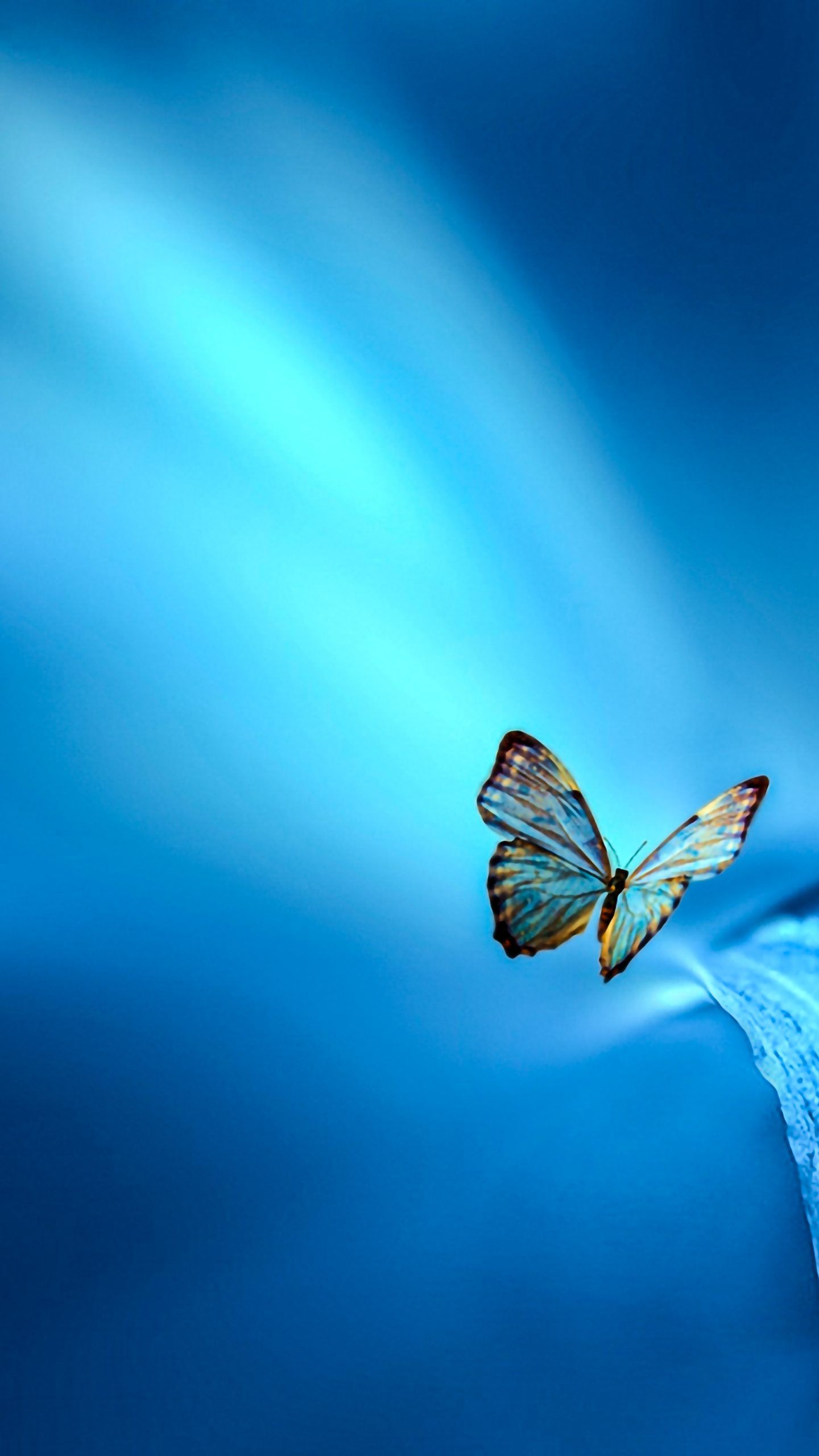 Butterfly Blue Leaf Insect 4K Wallpaper