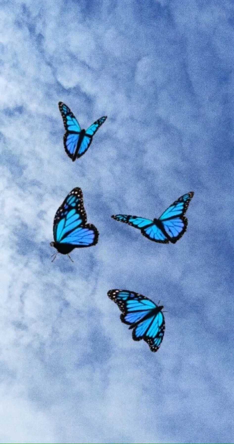 Blue Butterfly Wallpaper Free HD Wallpaper