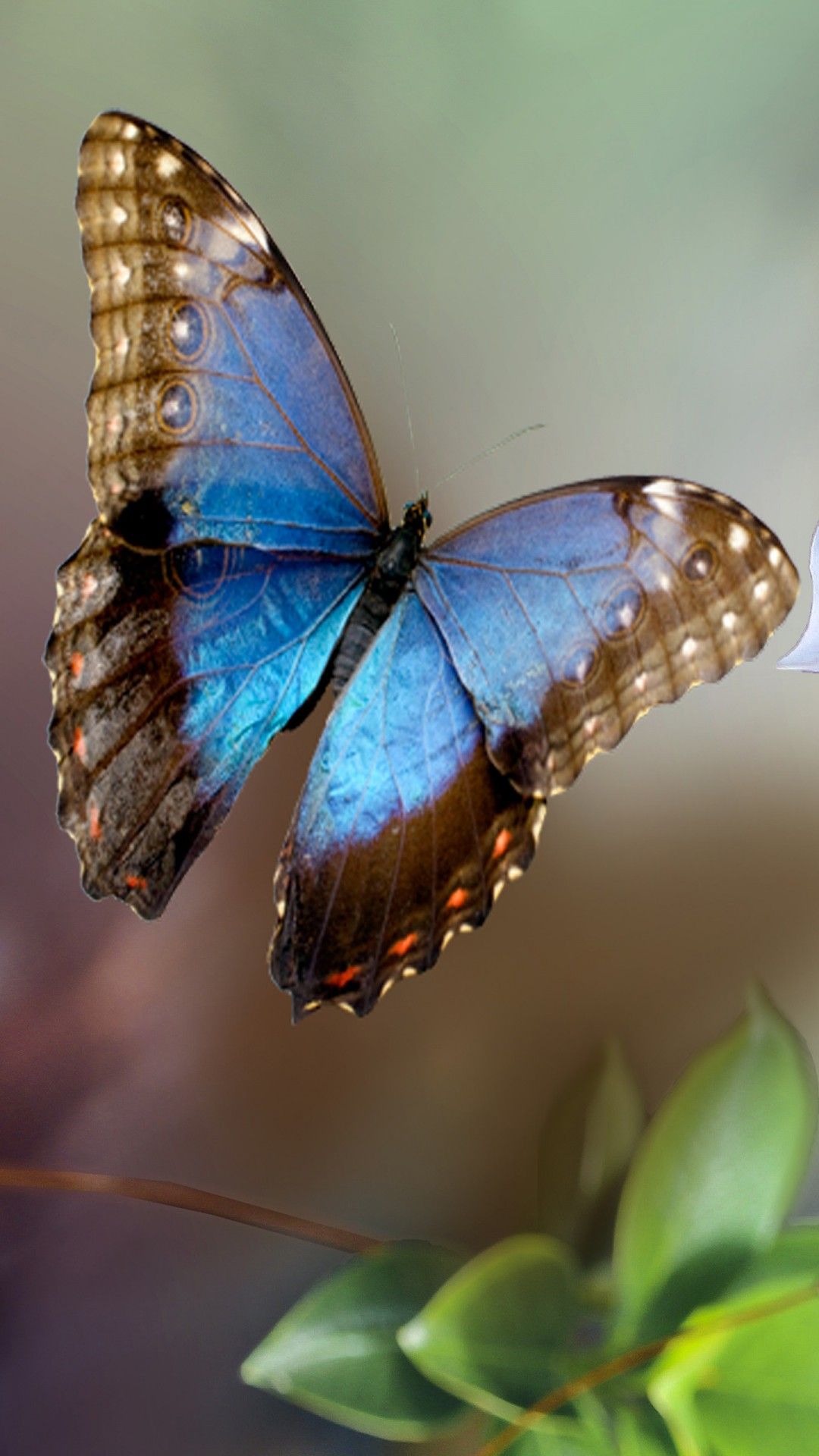 Blue Brown Butterfly Near White Flower 4K HD Butterfly Wallpaper