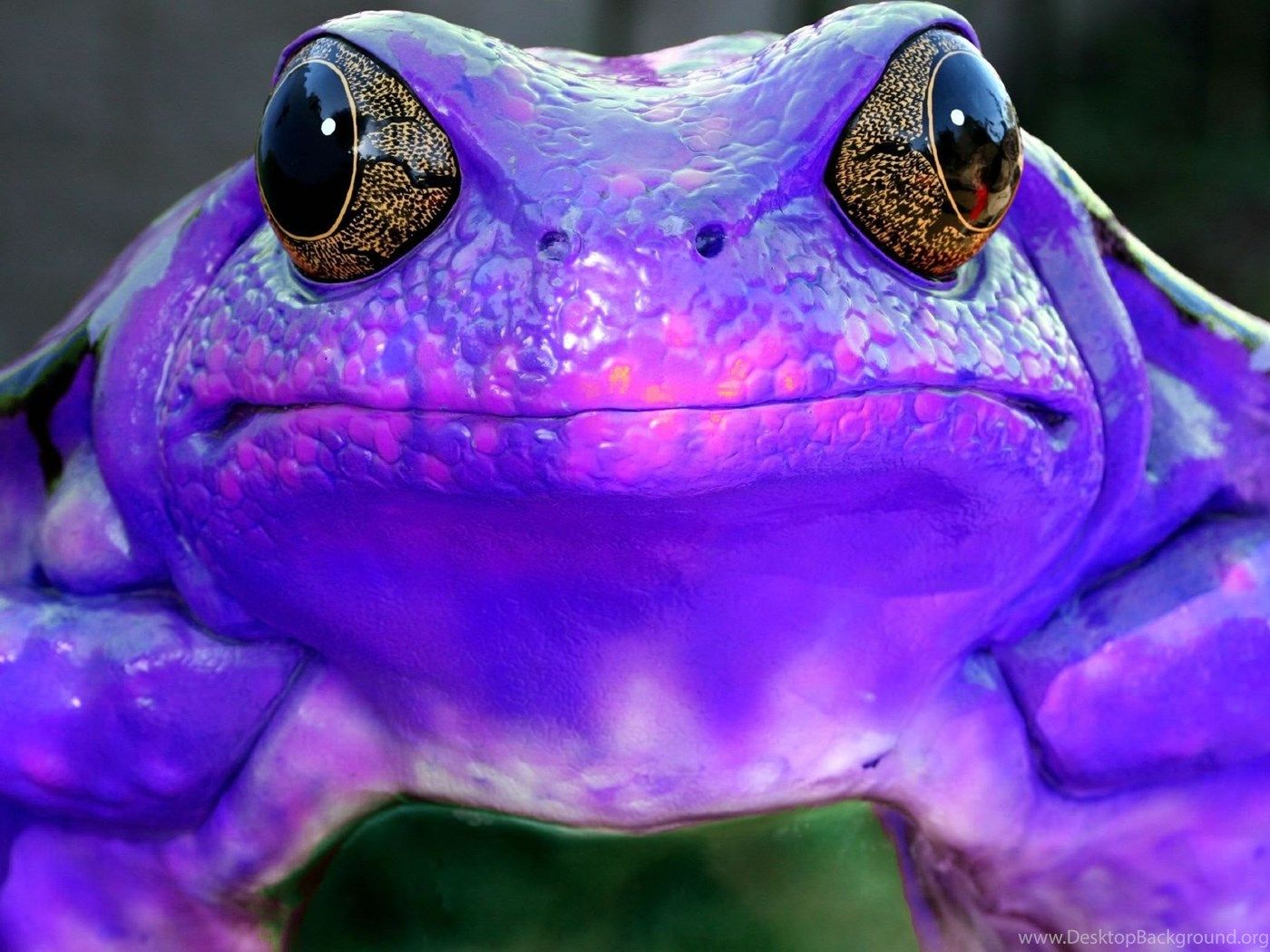 Purple Frog Sick Frog Free Desktop Wallpaper Desktop Background