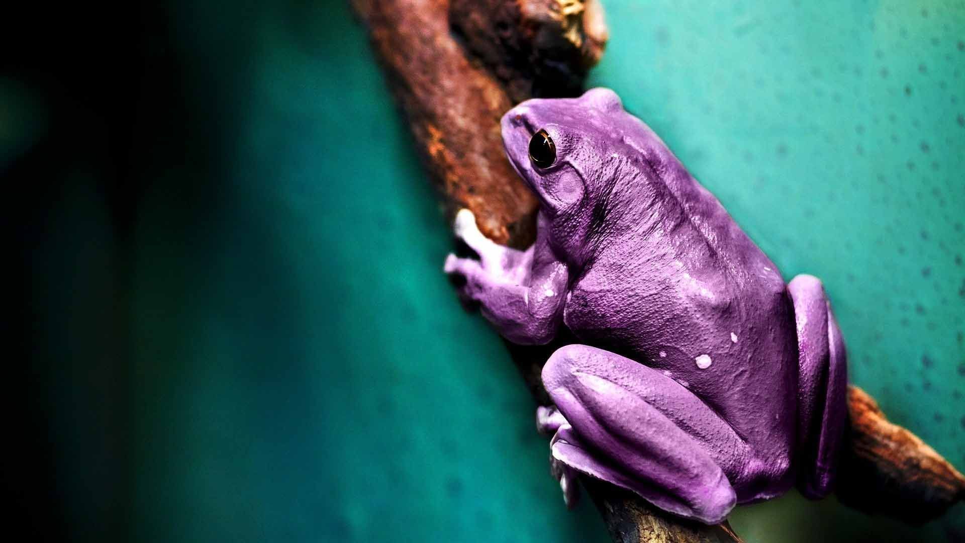 Colorful Frog Wallpaper Free Colorful Frog Background