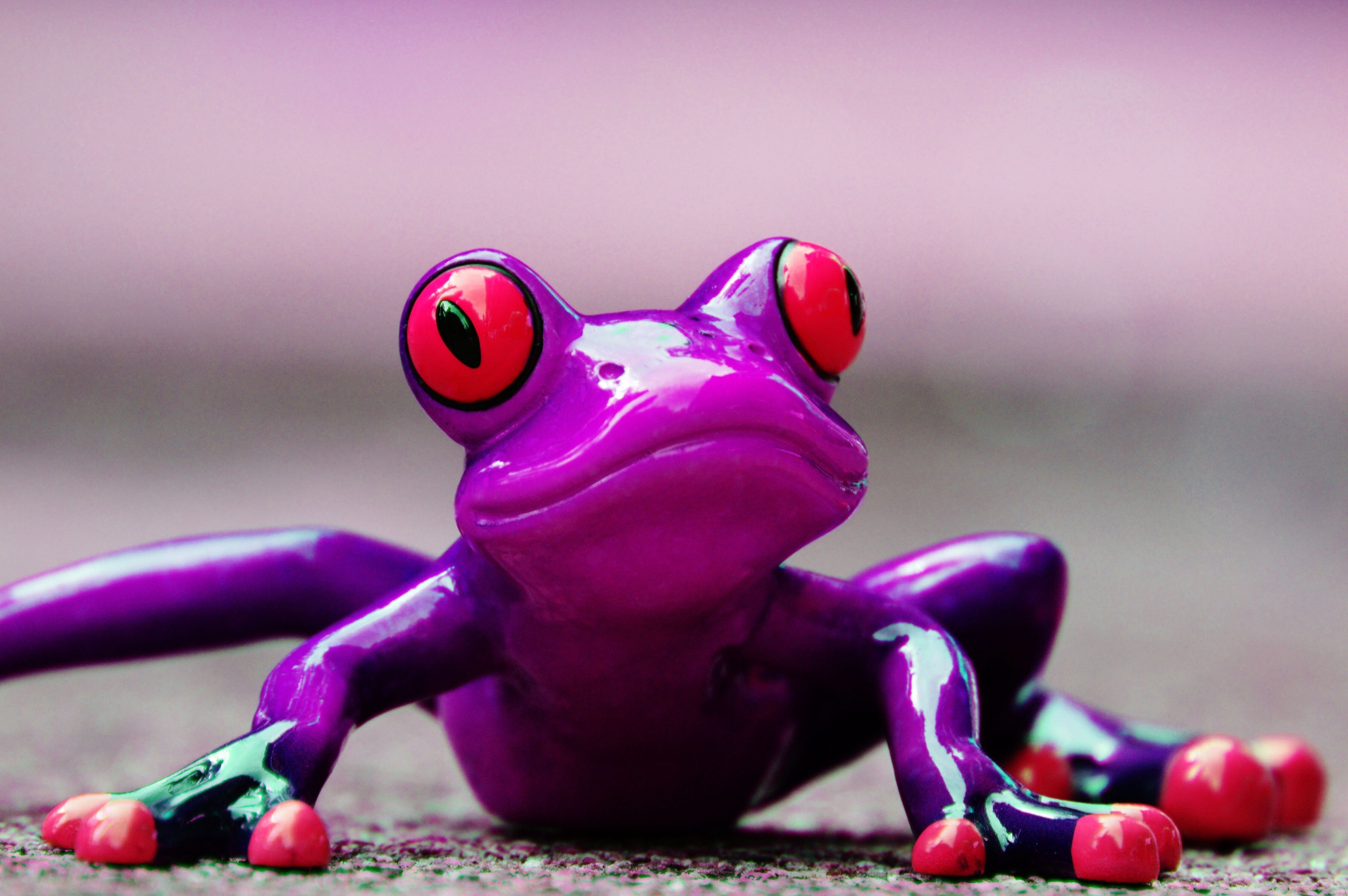 purple and red frog free image