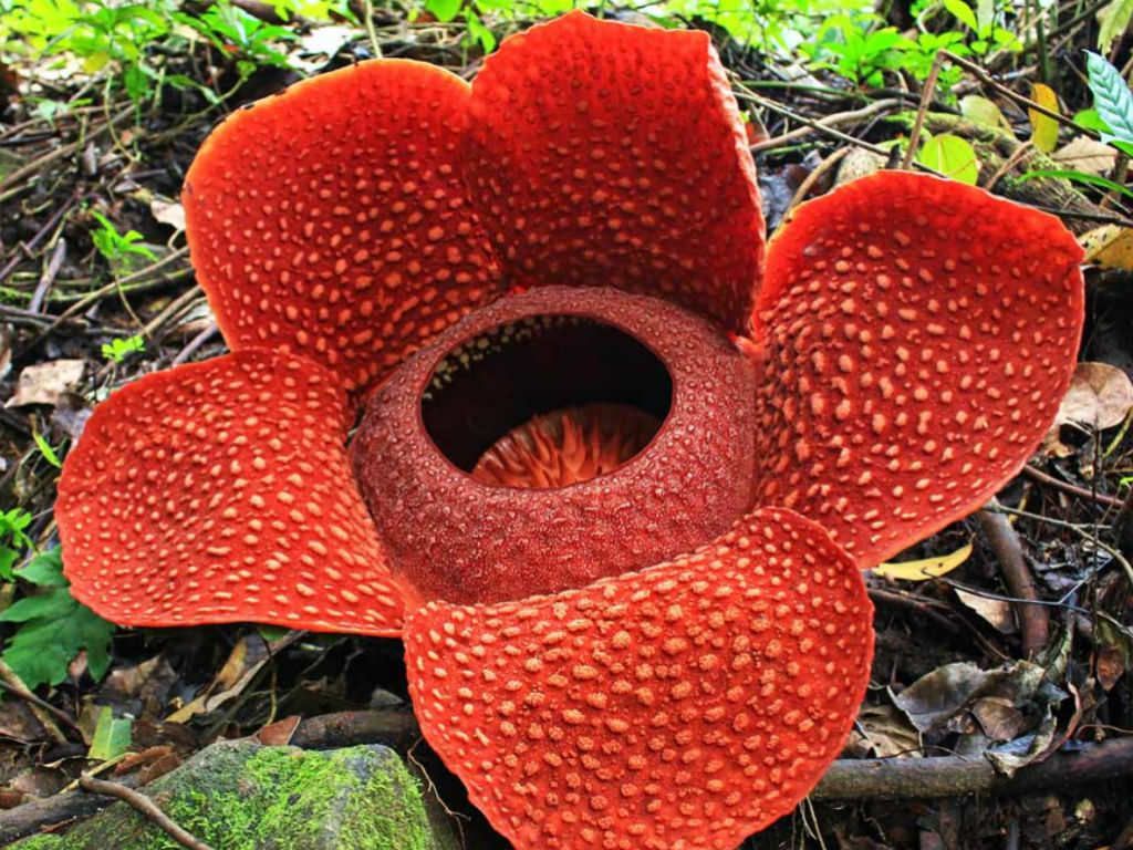Rafflesia arnoldii (Corpse Flower). World of Flowering Plants. Corpse flower, Unusual plants, Plants