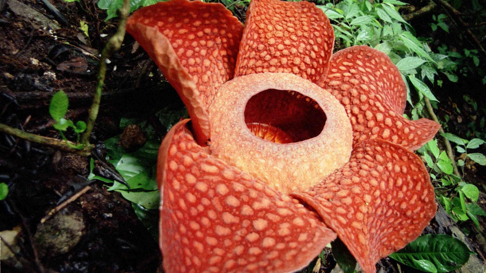 Rafflesia arnoldi R.Br. Plants of the World Online