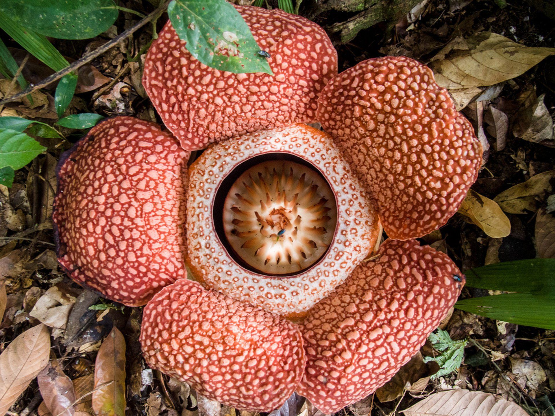 Best Time to See Rafflesia in Malaysia 2021 to See