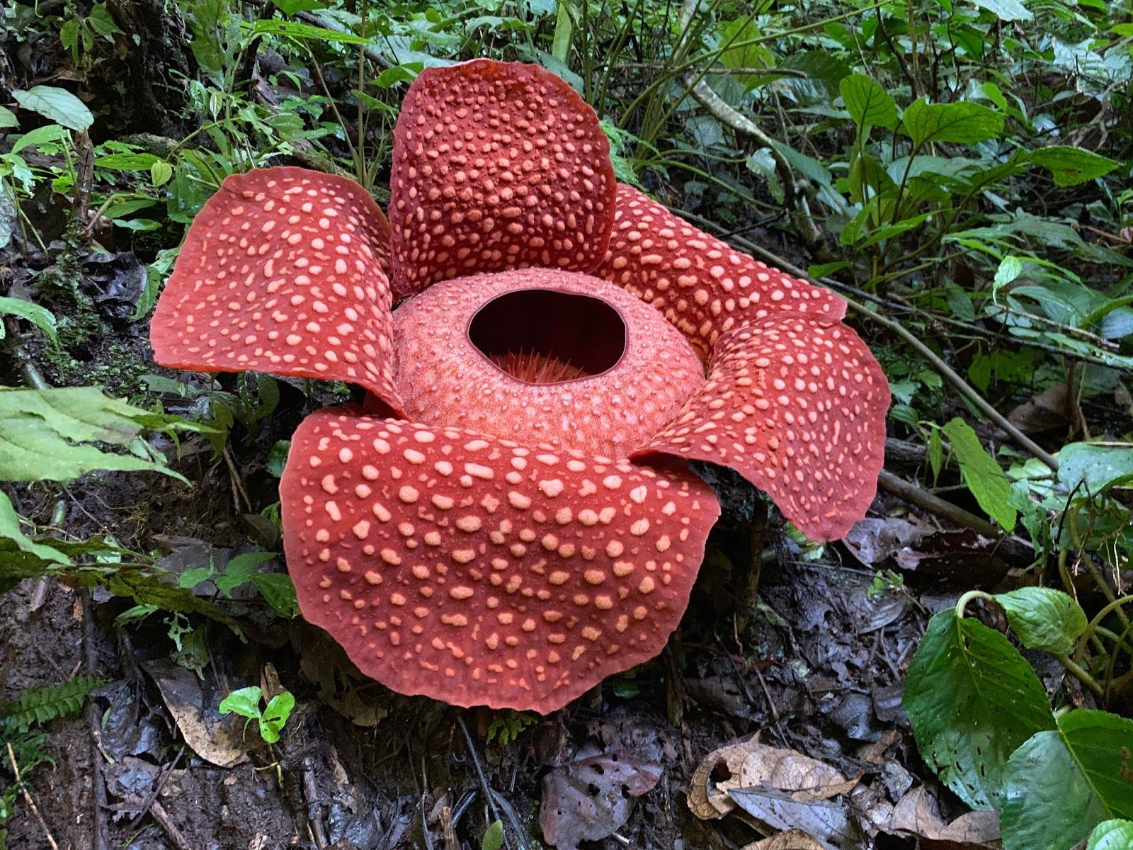 A garden's chronicle: Meeting with Rafflesia arnoldii, the world largest flower
