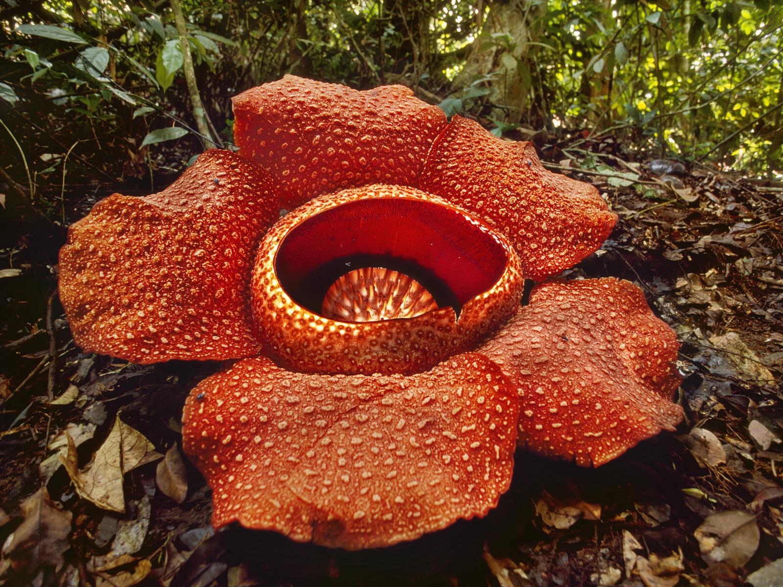 Rafflesia kerrii. ゛☀ Manage es la APP de jardinería más profesional