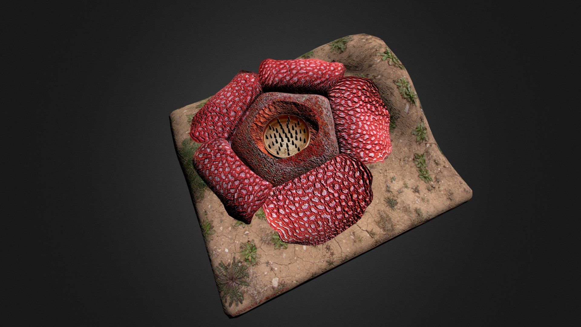 rafflesia arnoldi model by Habib J [b0892bb]