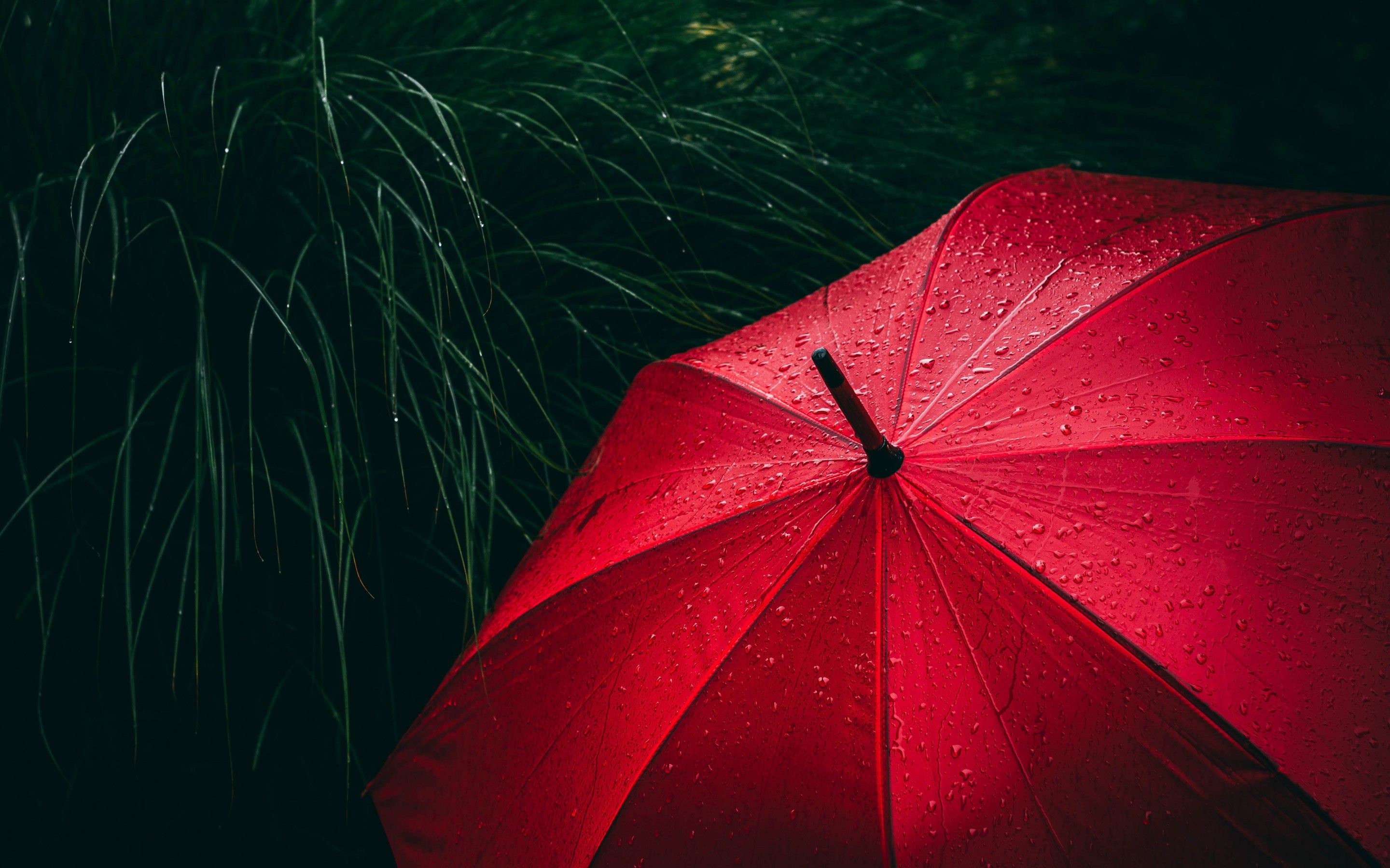 Umbrella 4K Wallpaper, Red, Rain droplets, Rainy day, 5K, Photography