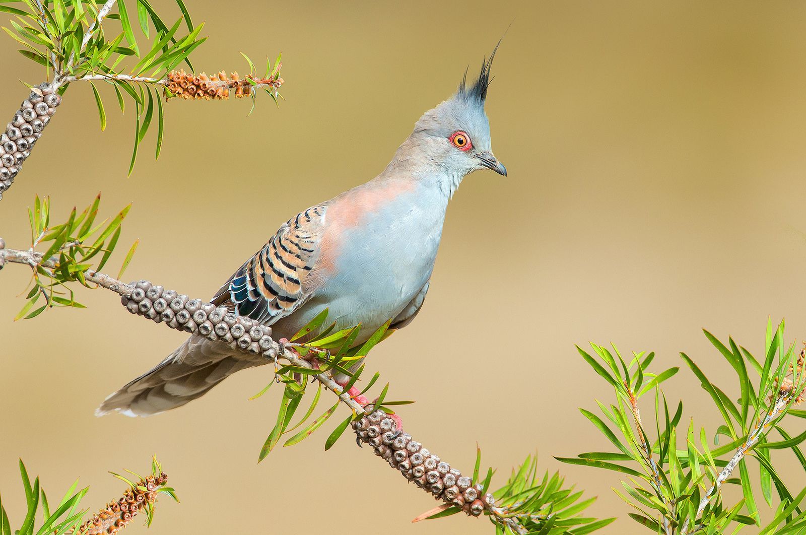 Crested Pigeon (Ocyphaps lophotes). Crested pigeon, World birds, Bird photography