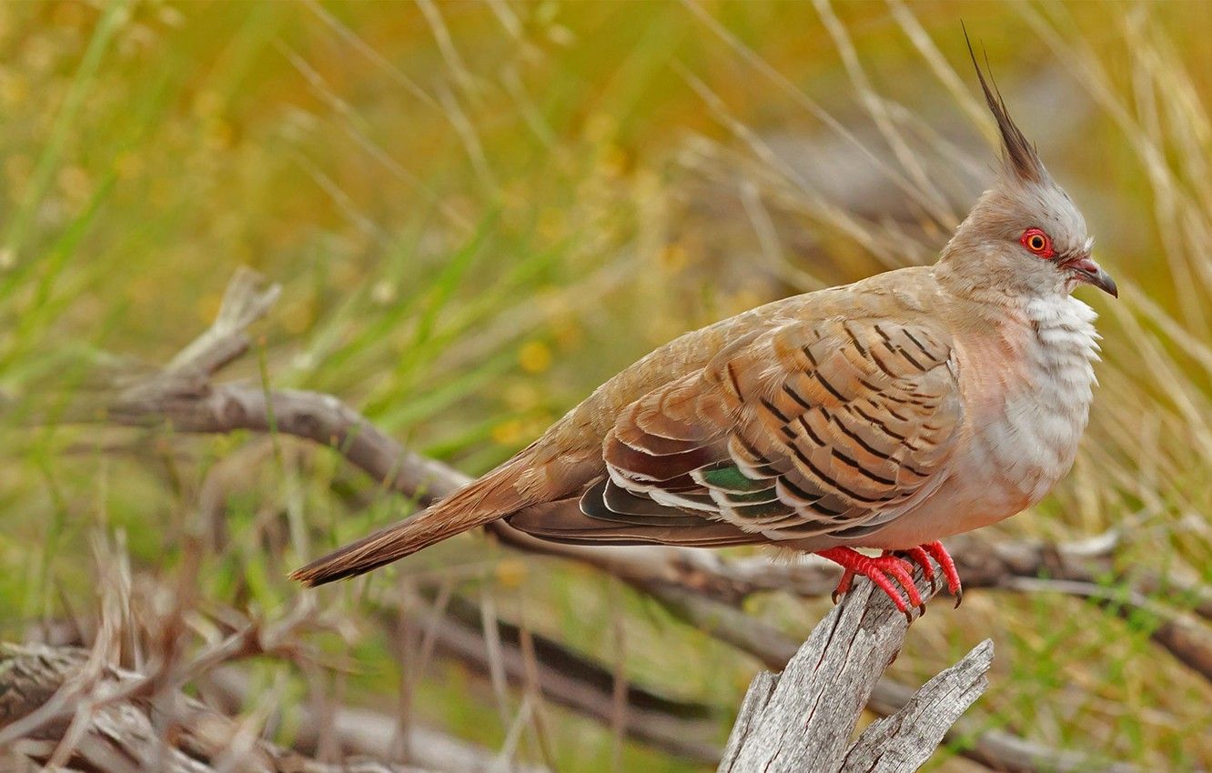 Wallpaper Nature, Bird, Australia, Uluru Kata Tjuta National Park, Crested Pigeon Image For Desktop, Section животные