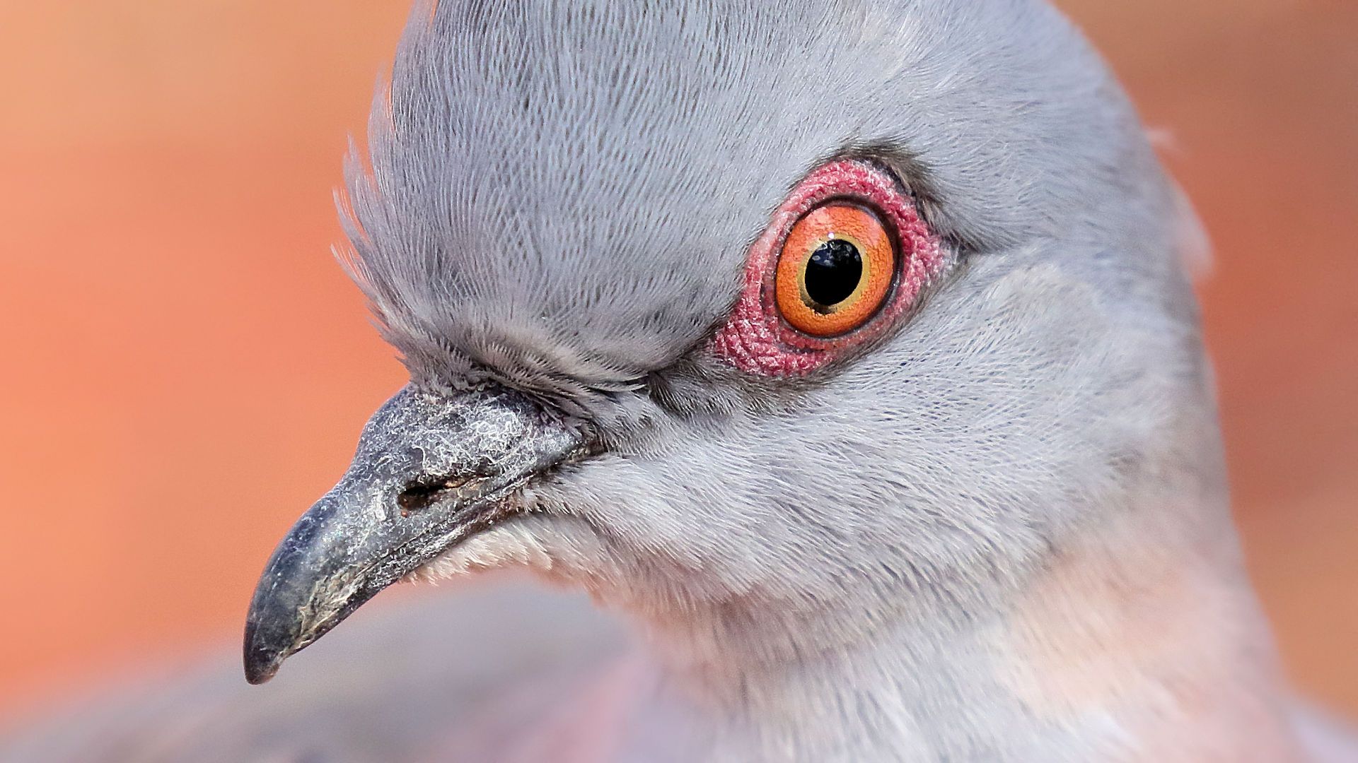 Crested Pigeon [Vik 5 6]