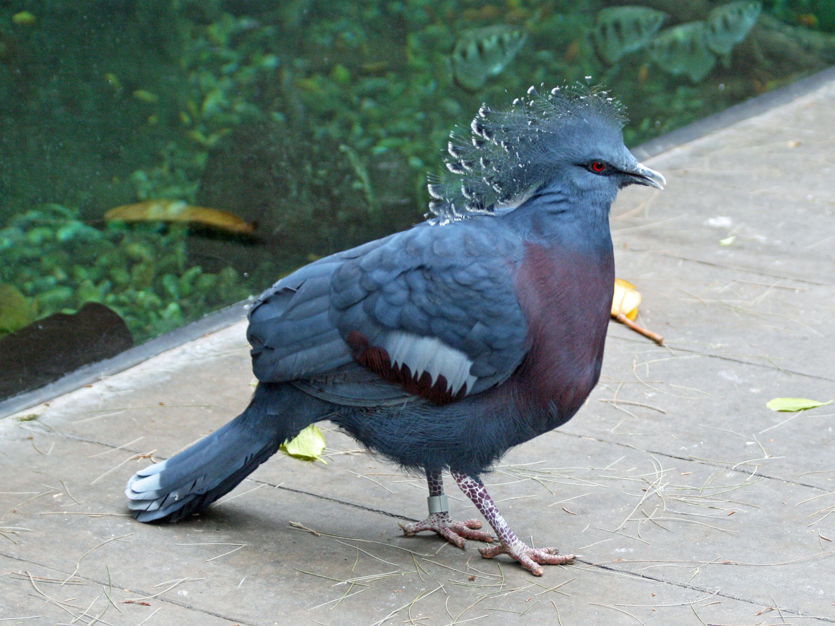 Victoria Crowned Pigeon wallpaper, Animal, HQ Victoria Crowned Pigeon pictureK Wallpaper 2019
