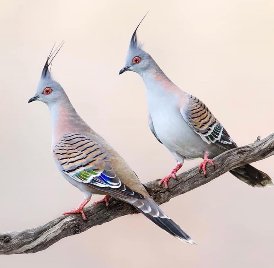 Doves ideas. pet birds, beautiful birds, doves