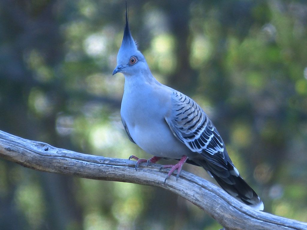 Crested Pigeon. Very common in the northern regions but sel