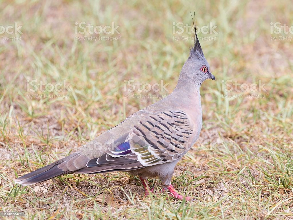 Funny Australian Crested Pigeon Bronzovokryly Image Now