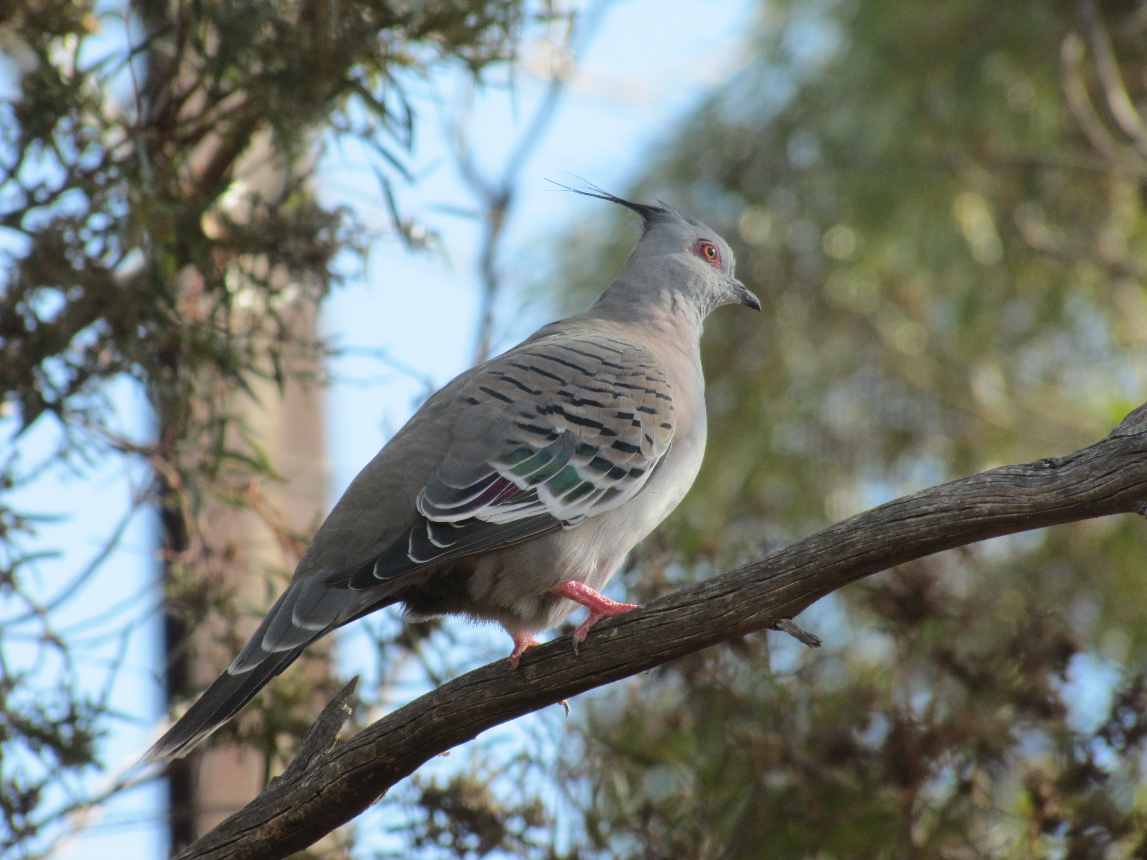 Crested Pigeon Archives's Birding's Birding