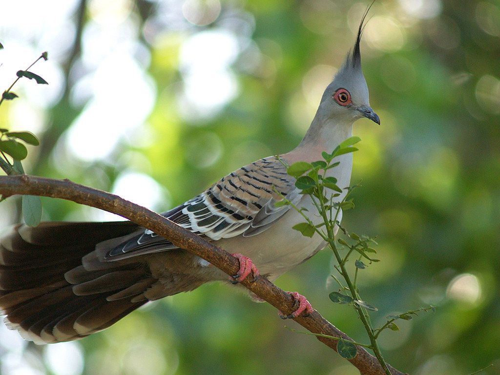 Crested Pigeon