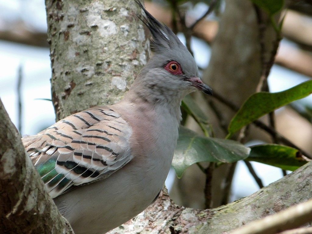 Crested Pigeon at Zoo Miami. Lee's Birdwatching Adventures Plus