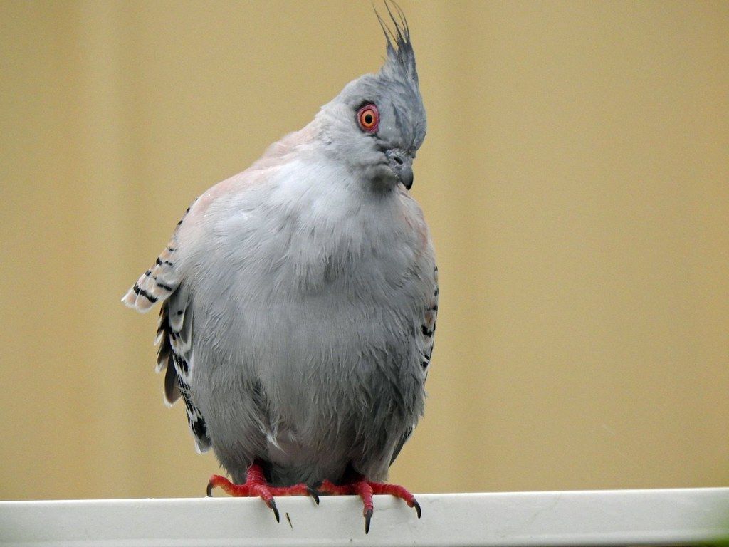 Crested Pigeon in the rain