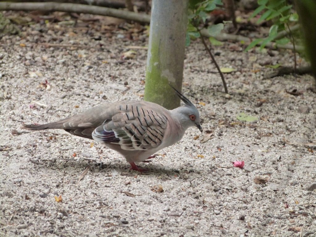 Crested Pigeon at Zoo Miami. Lee's Birdwatching Adventures Plus