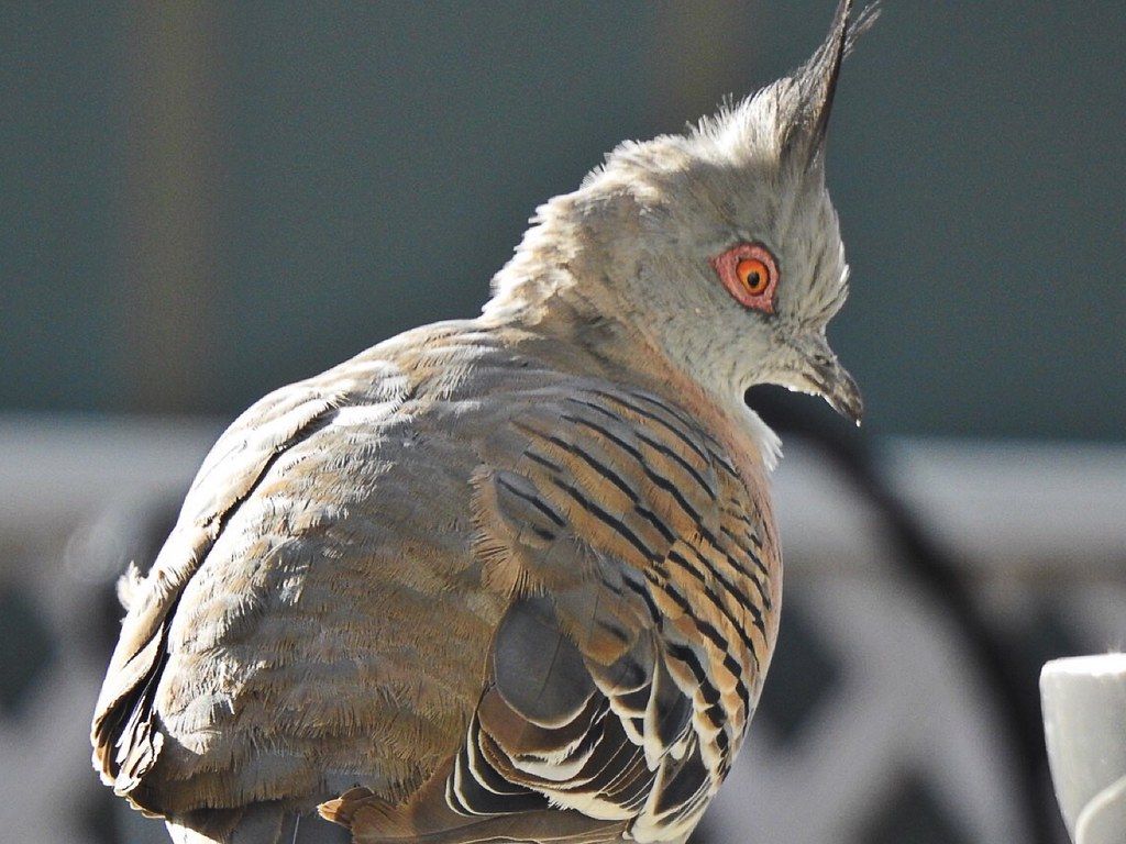 Crested Pigeon