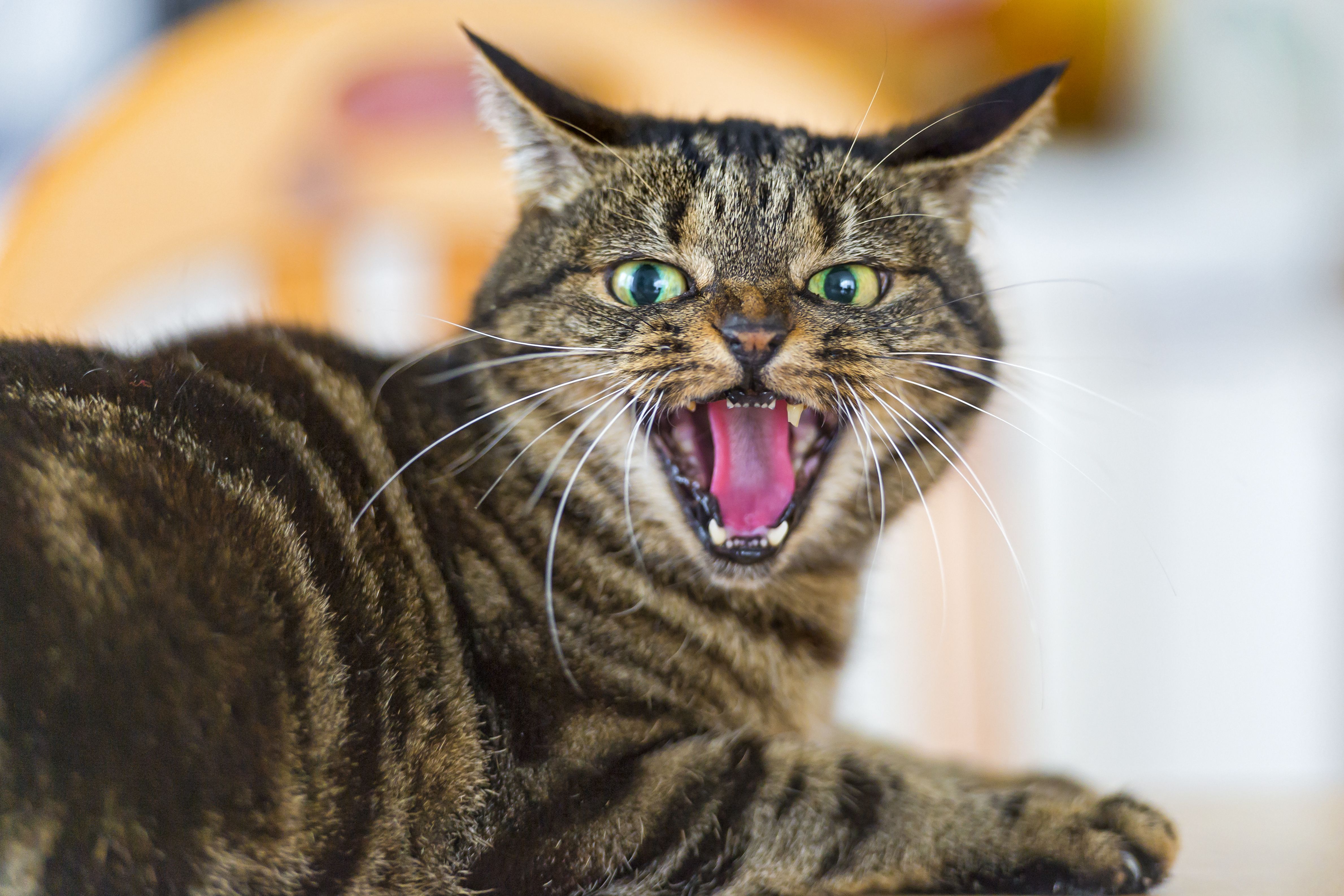 Wallpaper, female, cat, domestic, brown, portrait, angry, openmouth, lying, Zurich, Switzerland, Nikon, d catnipaddicts 4758x3172