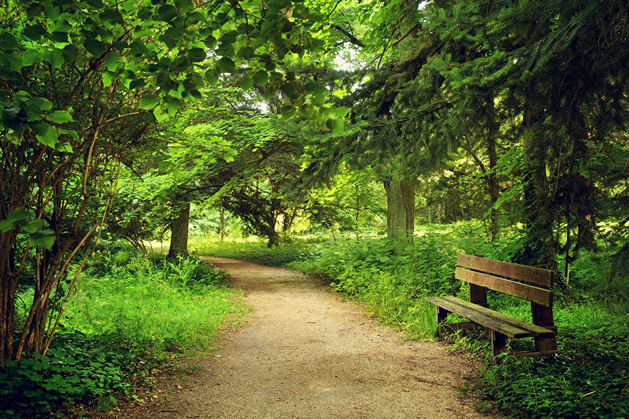 Wallpaper Summer Nature Parks Bench Trees