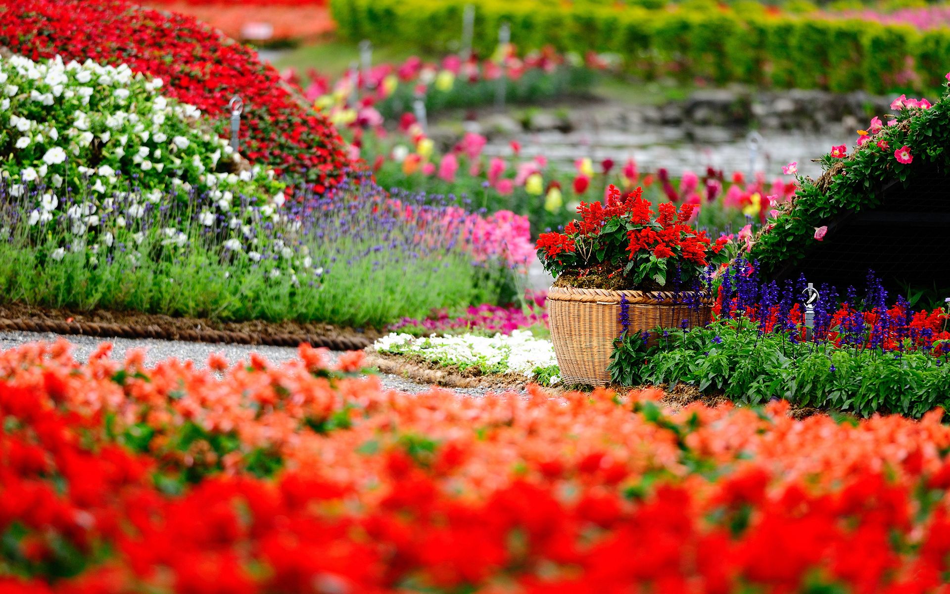flowers, garden, summer, sping, nature, colorful, field, HD, wallpaper wallpaper