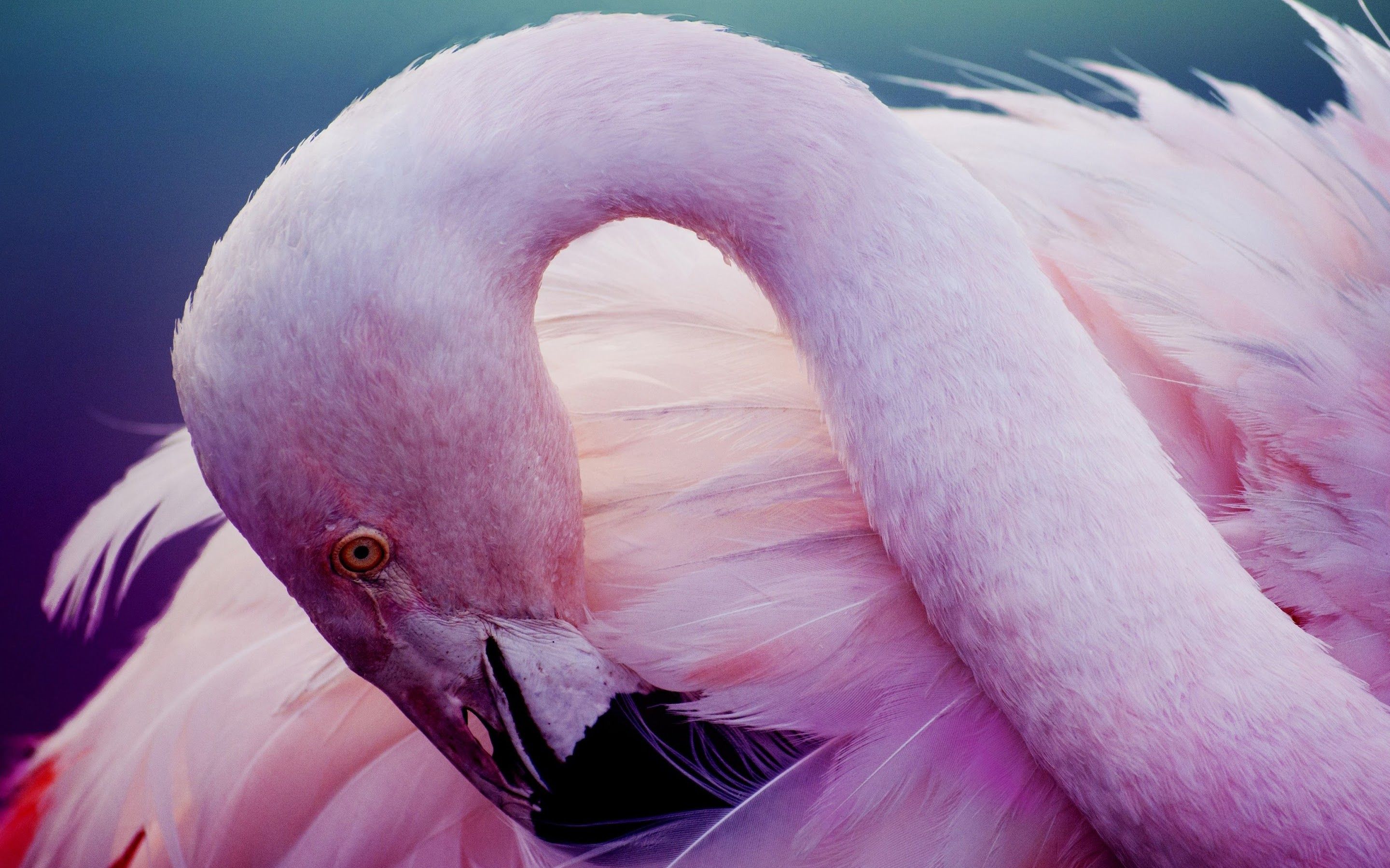 Pink Flamingo 4K Wallpaper