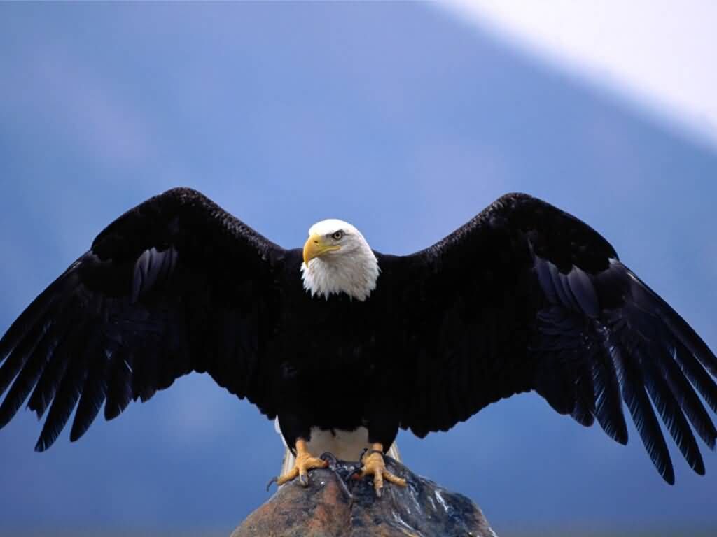 American Eagle Picture, Bald Eagle. Bald eagle wingspan, Bald eagle, Eagle picture